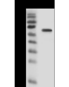 AKT Antibody, Rabbit PAb, Antigen Affinity Purified sinobiological 112490-T32