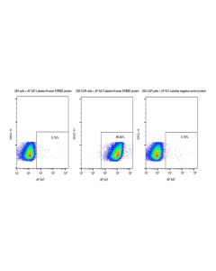 Recombinant Human Her2/ERBB2 Protein (AF 647 site-specific conjugation, ECD, His Tag) sinobiological 10004-H86H-SG
