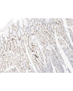 Recombinant Anti-IL-33 Antibody, Rabbit Monoclonal sinobiological 10368-R742