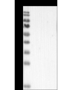 Pan Influenza A Nucleoprotein Antibody, Rabbit MAb sinobiological 40205-R063
