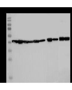 Beta-Actin Loading Control Antibody, Chimeric Rabbit MAb sinobiological 100166-MCR10