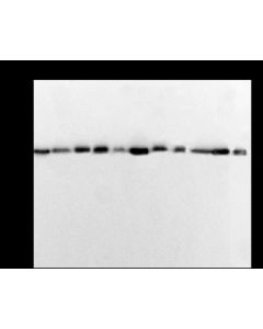 beta-Actin Loading Control Antibody, Mouse MAb sinobiological 100166-MM10