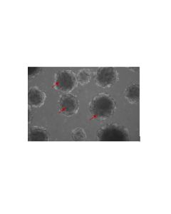 VEGF165 Protein, Human, Cynomolgus, Recombinant, HPLC-verified sinobiological 11066-HNAH