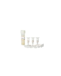 DMT Chemically Competent Cell transgen CD511-01_MJ