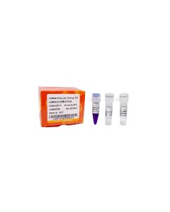 mRNA Poly(A) Tailing Kit transgen LA201-01_LD