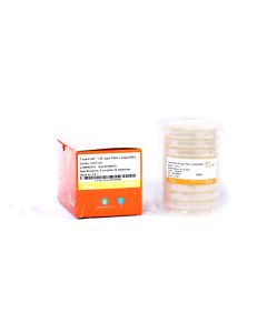 TransCult® LB Agar Plate (Ampicillin) transgen CP111-01