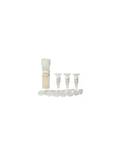 Trans DB3.1 Chemically Competent Cell transgen CD531-01_VT