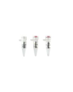 TransFast® Taq DNA Polymerase(with 2.5 mM dNTPs) transgen AP101-12