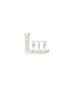 Trans1-Blue Chemically Competent Cell transgen CD401-02