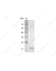 IL-23 p19/IL-23/IL-23A/SGRF, Human, Recombinant procell PCK278