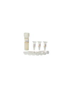 Trans 2-Blue Chemically Competent Cell transgen CD411-02_MF