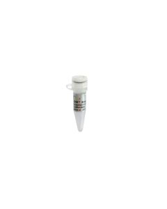 DMT Enzyme transgen GD111-01