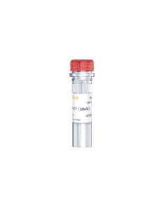 dATP Solution (100 mM) -10118ES yeasen