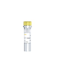 dGTP Solution (100 mM) -10121ES yeasen