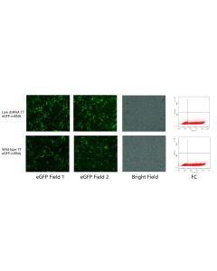 Hieff™ T7 RNA polymerase (low dsRNA,250 U/μL)_ 10628ES yeasen