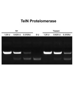 TelN Protelomerase (5 U/μL)-14540ES yeasen