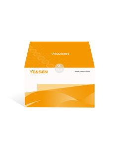 Extreme Thermostable Single-Strand DNA Binding Protein, ET SSB (0.5 mg/mL) _ 14564ES yeasen