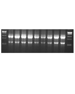 Hieff™ Flash Cell/Tissue Total RNA Kit (DNA removing plus) _ 19221ES yeasen