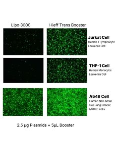 Hieff Trans™ Booster DNA/RNA Transfection Reagent (Lipo3000 alternative) _ 40801ES yeasen