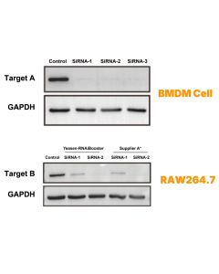 Hieff Trans™ RNAiBoost Transfection Reagent (RNAiMax alternative) _ 40807ES yeasen