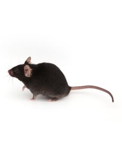 C57BL/6JGpt- Glis3 em1Cflox /Gpt gempharmatech