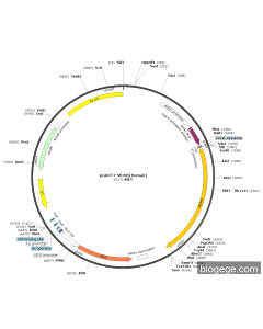 pGADT7-MCM5(human) PL21342 MiaoLingBio