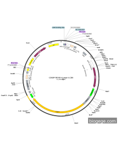 BIFC-P53-USP7(human) PL21560 MiaoLingBio