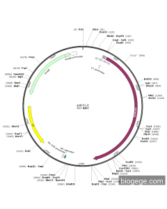 pJET1.2-EVM106(virus) PL22085 MiaoLingBio