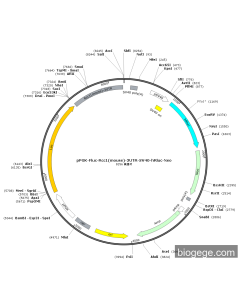 pPGK-Fluc-Rcc1(mouse)-3UTR-SV40-hRluc-Neo PL22329 MiaoLingBio