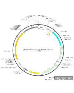 pPGK-Fluc-Pola1(mouse)-3UTR-SV40-hRluc-Neo PL22336 MiaoLingBio