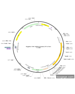 PiggyBac-CMV-GABRA1(human)-EF1a-Puro PL57977 MiaoLingBio