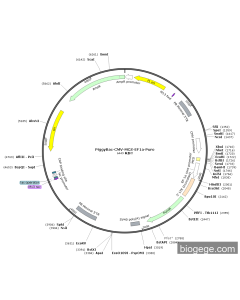 PiggyBac-CMV-MCS-EF1a-Puro PL58111 MiaoLingBio