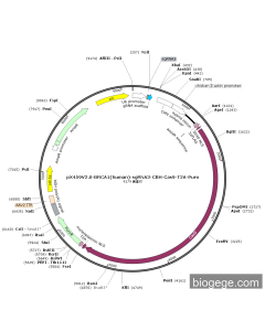 pX459V2.0-BRCA1(human)-sgRNA3-CBH-Cas9-T2A-Puro PL58179 MiaoLingBio