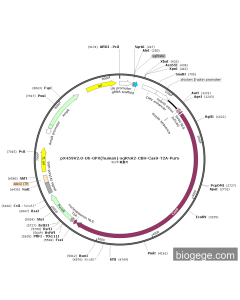 pX459V2.0-U6-GPX(human)-sgRNA2-CBH-Cas9-T2A-Puro PL58279 MiaoLingBio