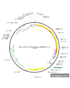 pBiFC-EnCMV-HA-SMAD3(human)(1synonymous mutations)-VC155 PL58365 MiaoLingBio