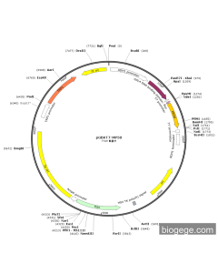 pGBKT7-MP58 PL58439 MiaoLingBio