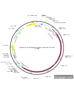 pX459V2.0-U6-GPX(human)-sgRNA1-CBH-Cas9-T2A-Puro PL58450 MiaoLingBio