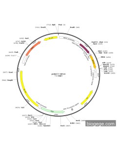 pGBKT7-MP10 PL58502 MiaoLingBio