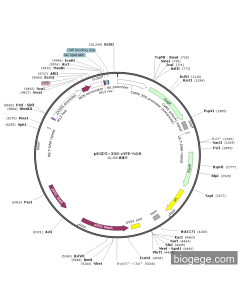 pEGP2×35S-cYFP-NOS PL58521 MiaoLingBio