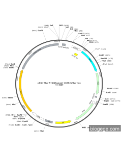 pPGK-Fluc-ATG3(human)-3UTR-hRluc-Neo PL22518 MiaoLingBio