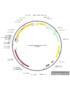pT7-pelB-PRMT6(human)-6×His PL22742 MiaoLingBio
