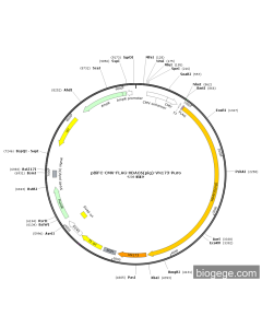 pBiFC-CMV-FLAG-HDAC6(pig)-VN173-Puro PL22985 MiaoLingBio