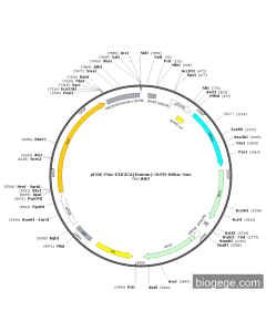 pPGK-Fluc-PIK3CA(human)-3UTR-hRluc-Neo PL23594 MiaoLingBio