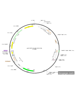 pLV3-SFFV-SLCAR-CD19-28z PL24757 MiaoLingBio