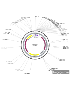 pSEVA241 PL28262 MiaoLingBio