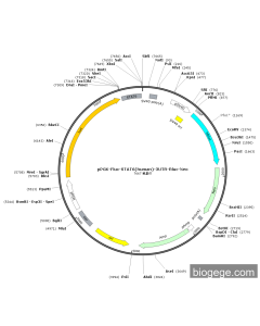 pPGK-Fluc-STAT6(human)-3UTR-Rluc-Neo PL28291 MiaoLingBio