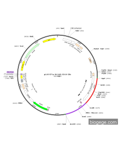 pLV3-EF1a-SLCAR-CD19-28z PL28444 MiaoLingBio