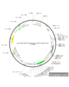 pLV3-CMV-WFDC21P(human)-lncRNA-CopGFP-Puro PL28755 MiaoLingBio