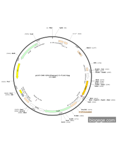 pLV3-CMV-GPX4(human)-3×FLAG-Hyg PL29602 MiaoLingBio