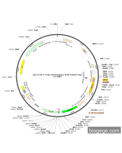 pLV3-CMV-3×FLAG-GPX4(human)-3UTR-CopGFP-Puro PL30433 MiaoLingBio